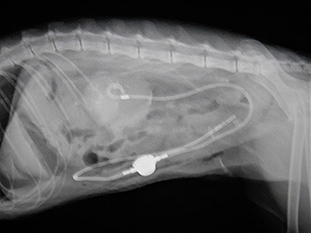 猫の尿管結石手術
